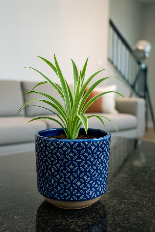 گلدون دنی هوم ۳۷۴۴۱